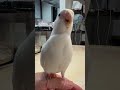 まろルクチャンネル｜オカメインコ “ ルク ” の日常。｜2025.01.10｜Shot On Apple iPhone 15 Pro Max｜#shorts
