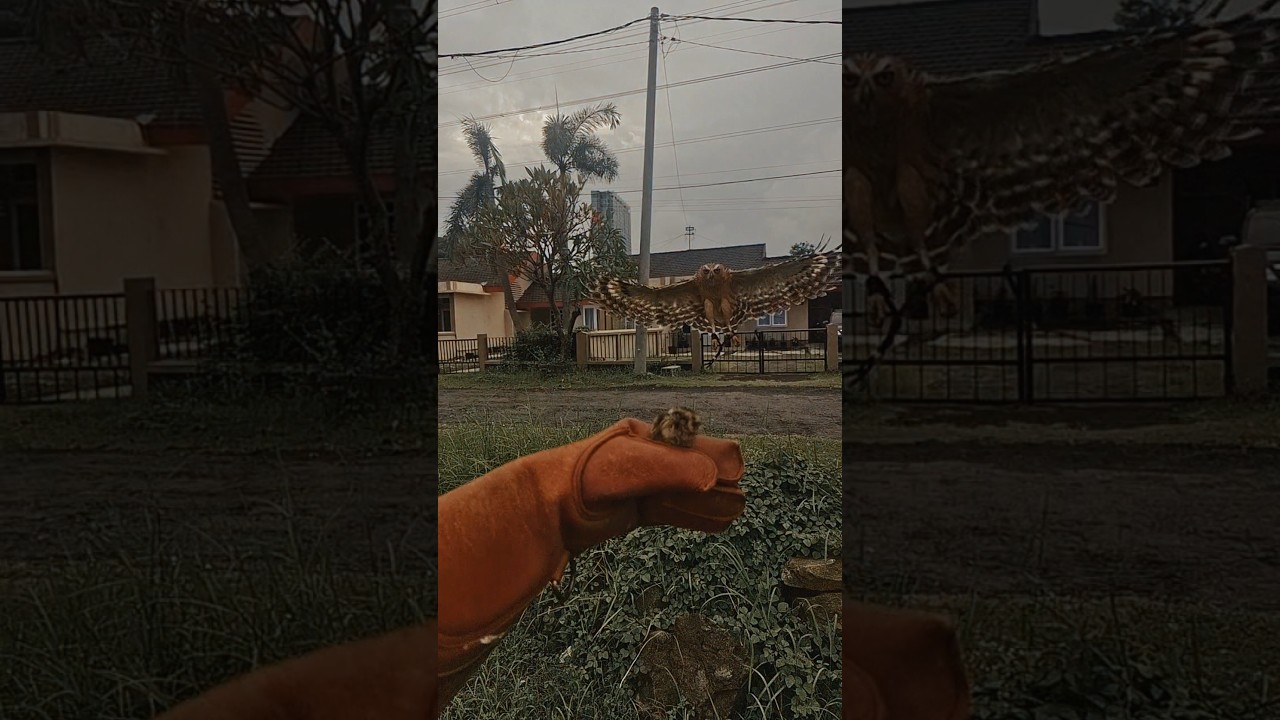 Buffy fish owl skill free fly in slow motion 