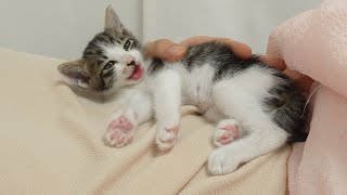 A Baby Kitten's Cute 5 Sounds and What They Mean