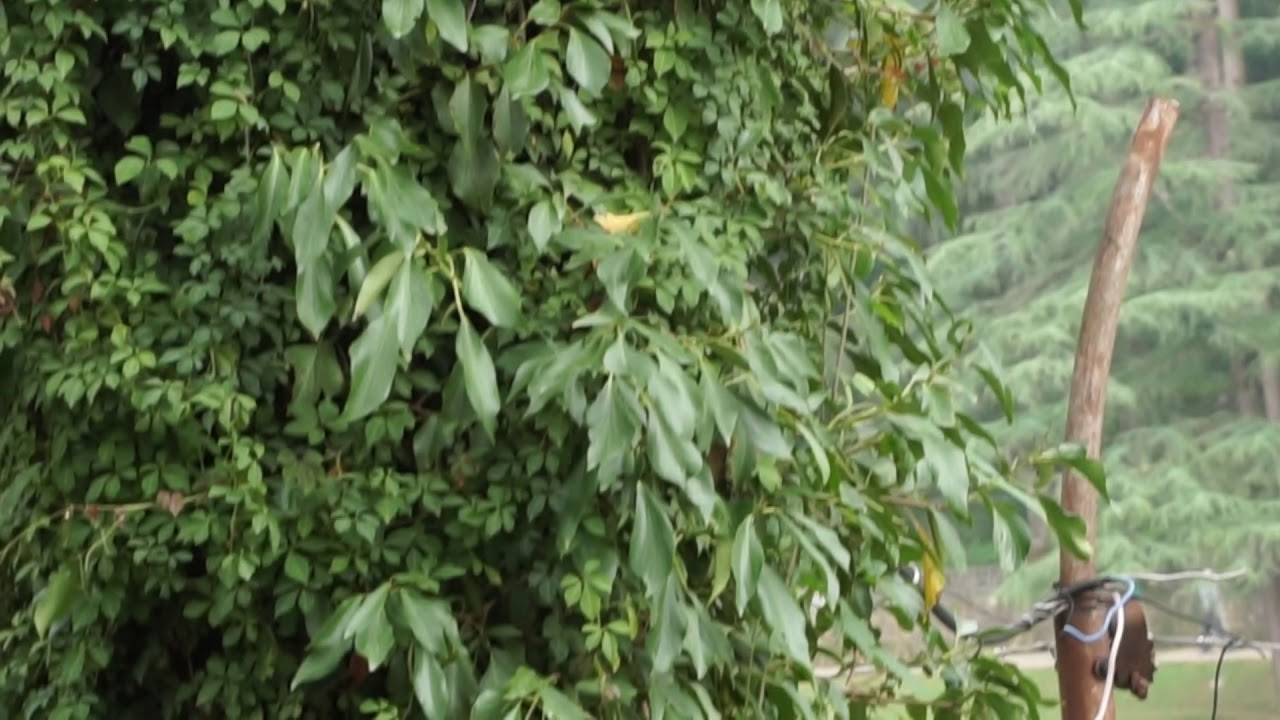 Deodar Tree Cedar Tree Devadar Tree Himachal Pradesh