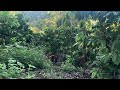 Trapping wild chickens in the coffee plantation this morning.05/23/2026