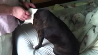 How to massage a Boston Terrier