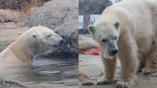 2024/03/17 ホッキョクグマのキャンディとクッキー