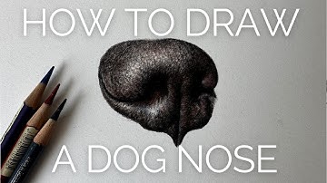 How to draw a realistic dog nose in coloured pencil | Drawing Tutorial