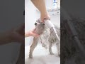 お風呂のとき毎回こんな顔してる #シュナウザー