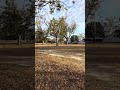Pecan Tree Ready To Harvest #offgrid #garden #fruit #nut #shtf #farming #dawgs #bulldogs #grafting