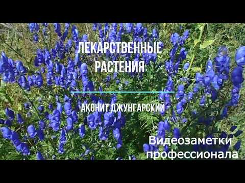 Лекарственные растения. Аконит джунгарский.