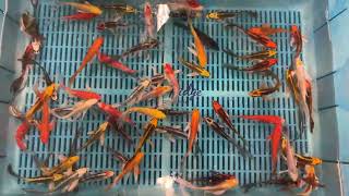 5-6" Standard Grade Butterfly Koi from Blue Ridge Koi