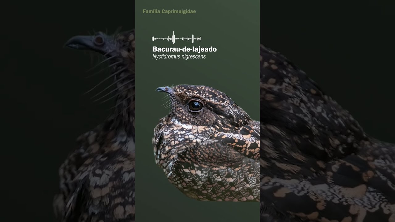 Cantos dos bacuraus e urutaus do Brasil! Cantos das AVES NOTURNAS!