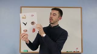 Storybook Latin: Year 2, Lesson 9 (Pt. 1) - Vocabulary and Derivatives Introduction
