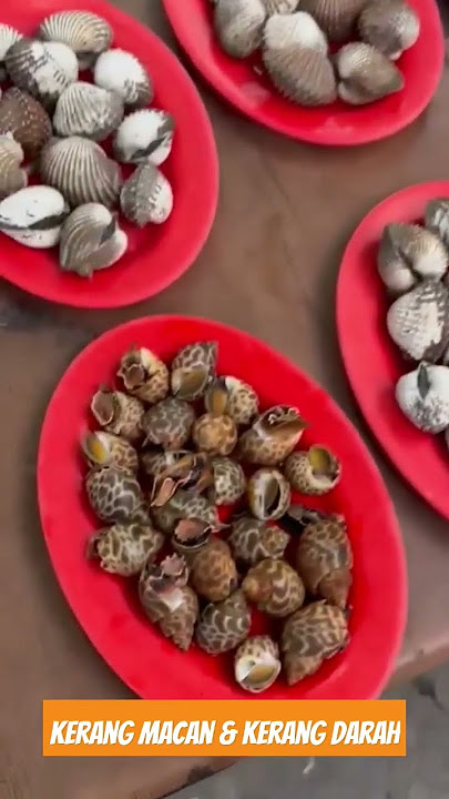 Kerang Macan & Kerang Darah #seafood #mukbang #streetfood #kerang #foodie