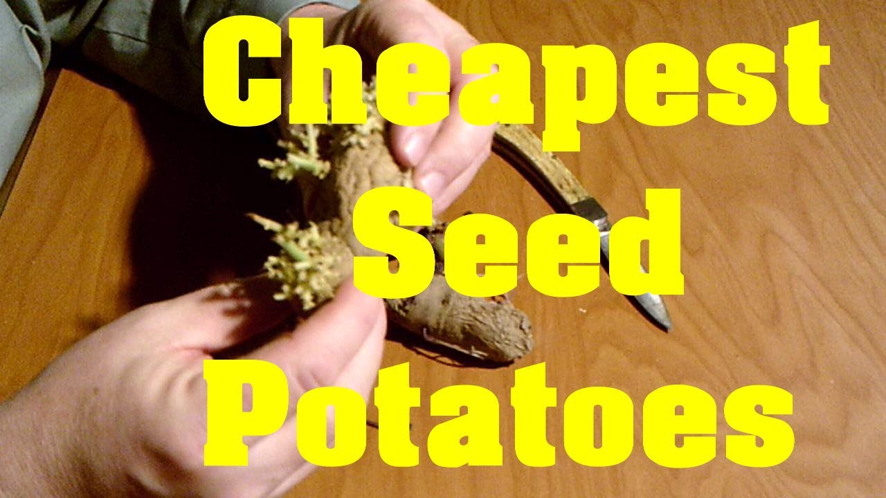 How to Plant Irish Potatoes 2020 YouTube