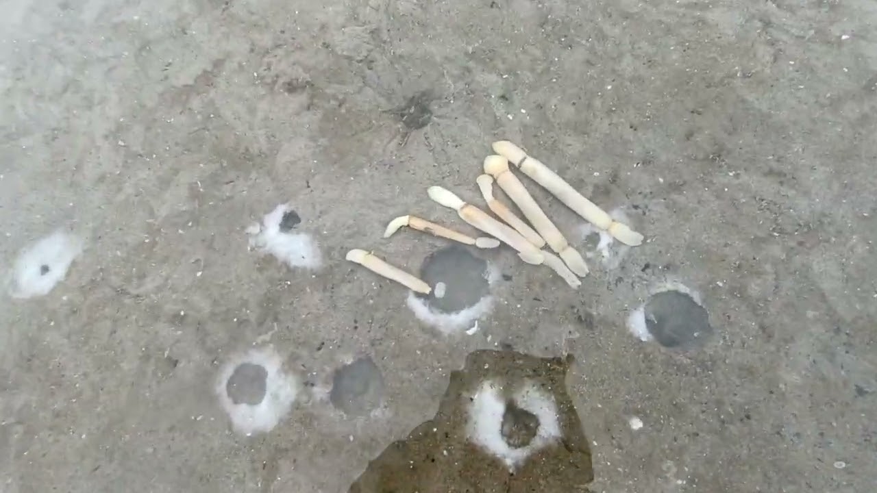 pesca al cannolicchio #perte #nature #passion #mare #fyp #pesca #pescaria #chioggia