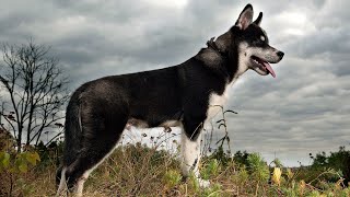 Dressing Up Your Siberian Husky For Special Occasions