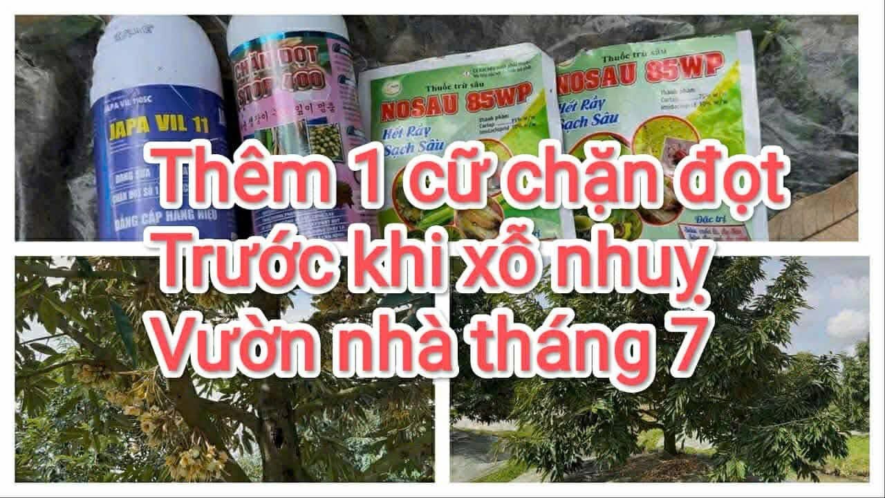 Vừa chặn đọt vừa ngừa bệnh cho cây trước khi xỗ nhuỵ