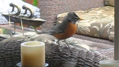 Baby Robin knocking on window