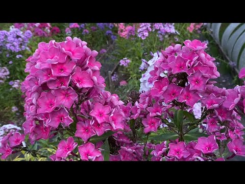 Дымчатый флокс Пепел