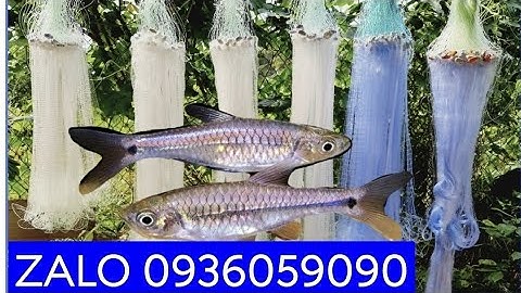 Lưới cá lòng tong, lưới cá cơm, lưới cá lịm kìm. Bán lưới cá lòng tong.