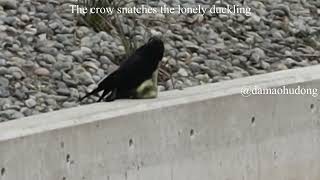 The crow snatches the lonely duckling