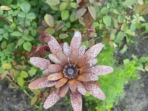 Іржава металева квітка гербера для вашого двору або клумби. Іржаві прикраси для саду або тераси., видео 1