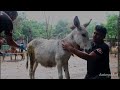 Suffering in silence, badly wounded young donkey's rescue and healing.