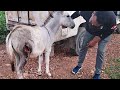 Suffering in silence, badly wounded young donkey's rescue and healing.