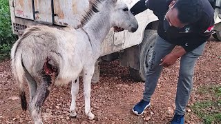 Suffering in silence, badly wounded young donkey's rescue and healing.