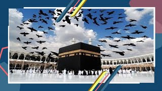 ‫سبحان الله ماذا تفعل هذة الطيور في سماء الكعبة ?What do these birds do in the sky of the Kaaba