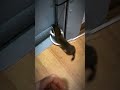 Cute Weasel Keeps Coming Back 😂 | Unexpected Animal Friendship 🐾