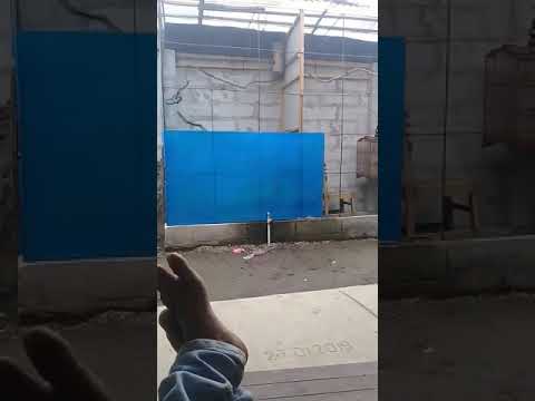 Ternak tledekan gunung. 