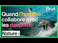 Quand les dauphins et les pcheurs travaillent ensemble