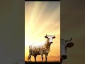 Stunning Cow Transformation #shorts