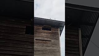 Download Lagu Kombinasi 2 SP Triple BOYS Vs Birahi Senja Mantap Tarikan Nya MP3