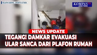Petugas Damkar Jakut Evakuasi Ular 4 Meter di Atas Plafon