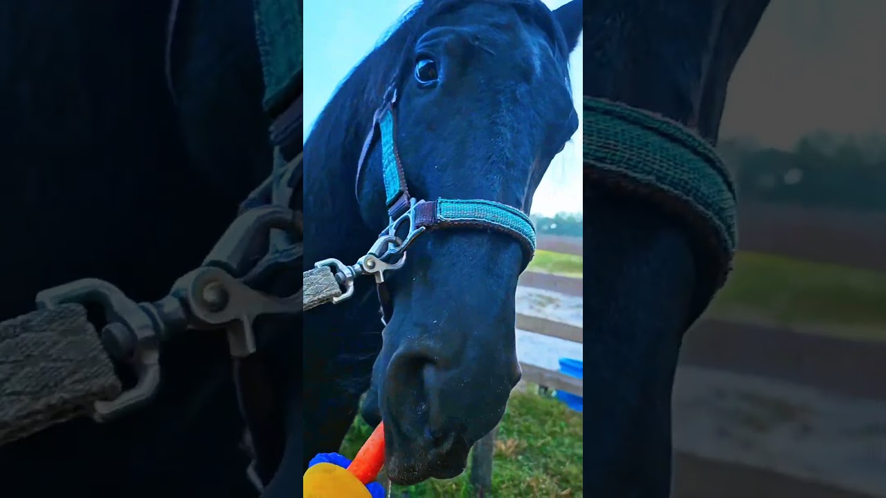 I think he liked these. 🤗 