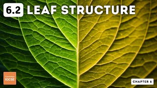 IGCSE Biology - Leaf structure (6.2)