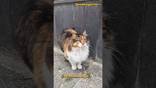 Prenses Maya #sokakkedileri #kediseverler #streetcats #catvideos #catshorts #cats #turkishcat #cat