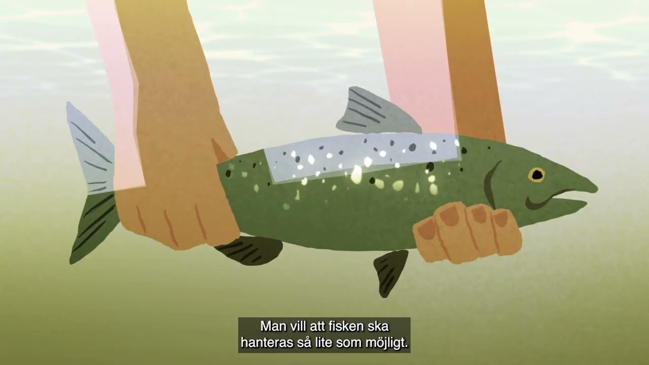 Så sätter du tillbaka vild lax, textad, svensk kort version