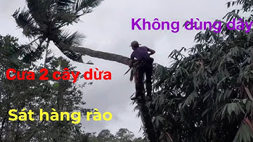 Cưa 2 cây dừa sát hàng rào với kỷ thuật điêu luyện mà không sử dụng dây, @cuacaydongthap