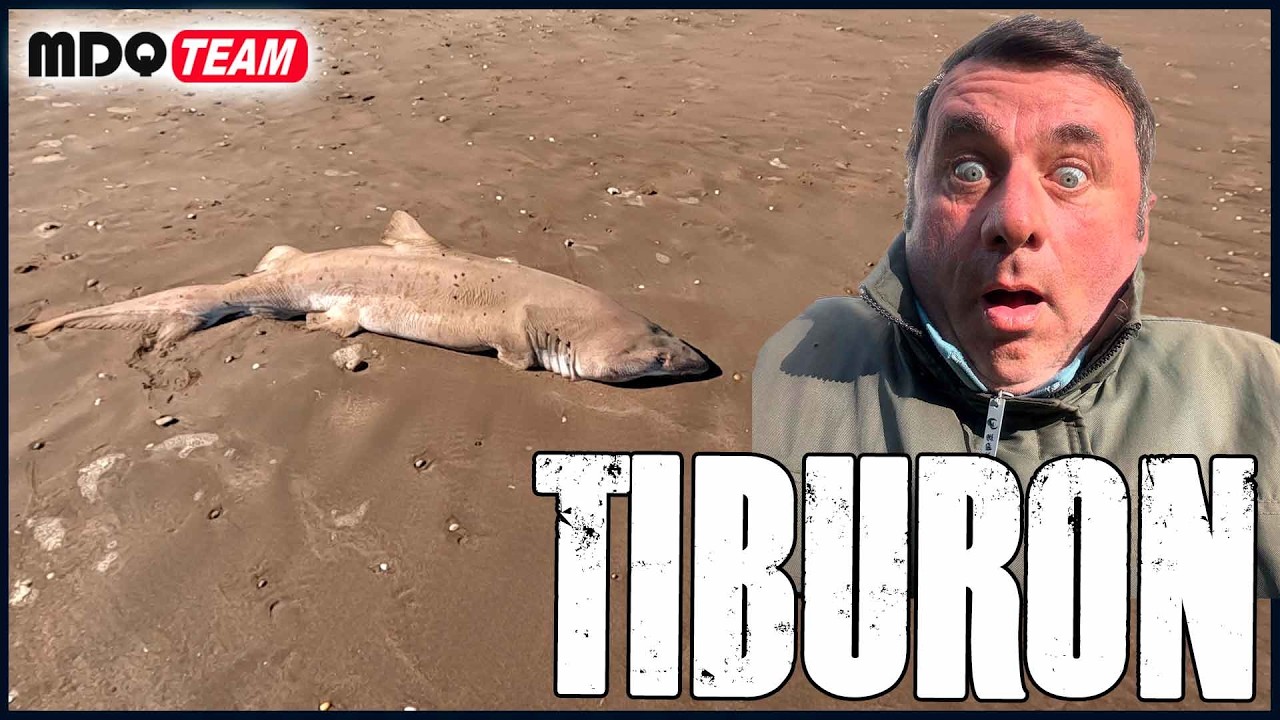 PESCA DE PLAYA CON SORPRESA - Un tiburon en las playas de Mar Chiquita