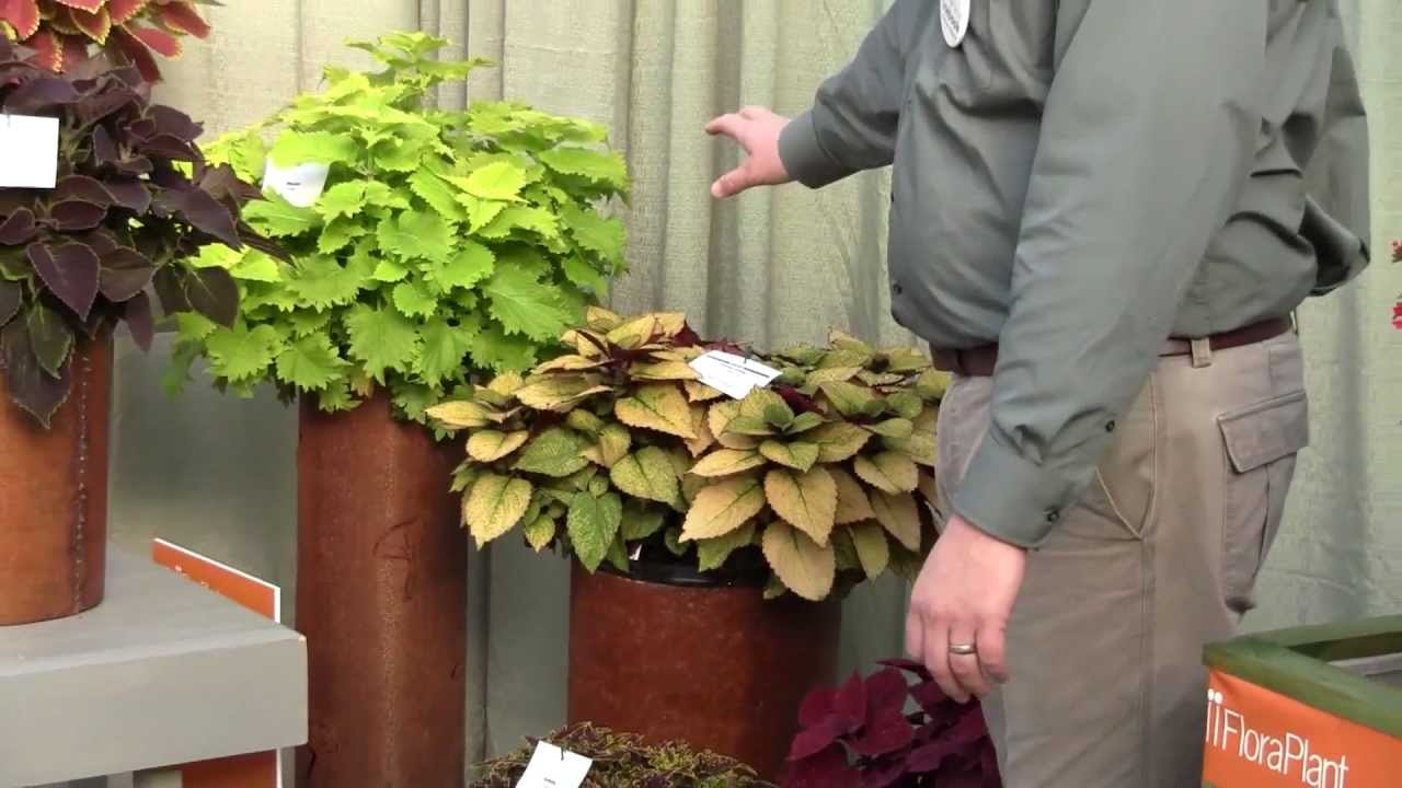 playstation 3 Premium Coleus for 2013