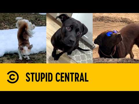 Canine Chaos | Stupid Central
