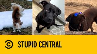 Canine Chaos | Stupid Central
