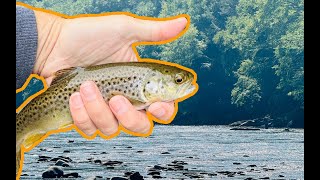 Fly Fishing for brown trout at the Beaverkill. First time in Roscoe, New York!