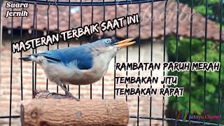 Masteran Jitu Rambatan Paruh Merah Gacor Tembakan Terbaik