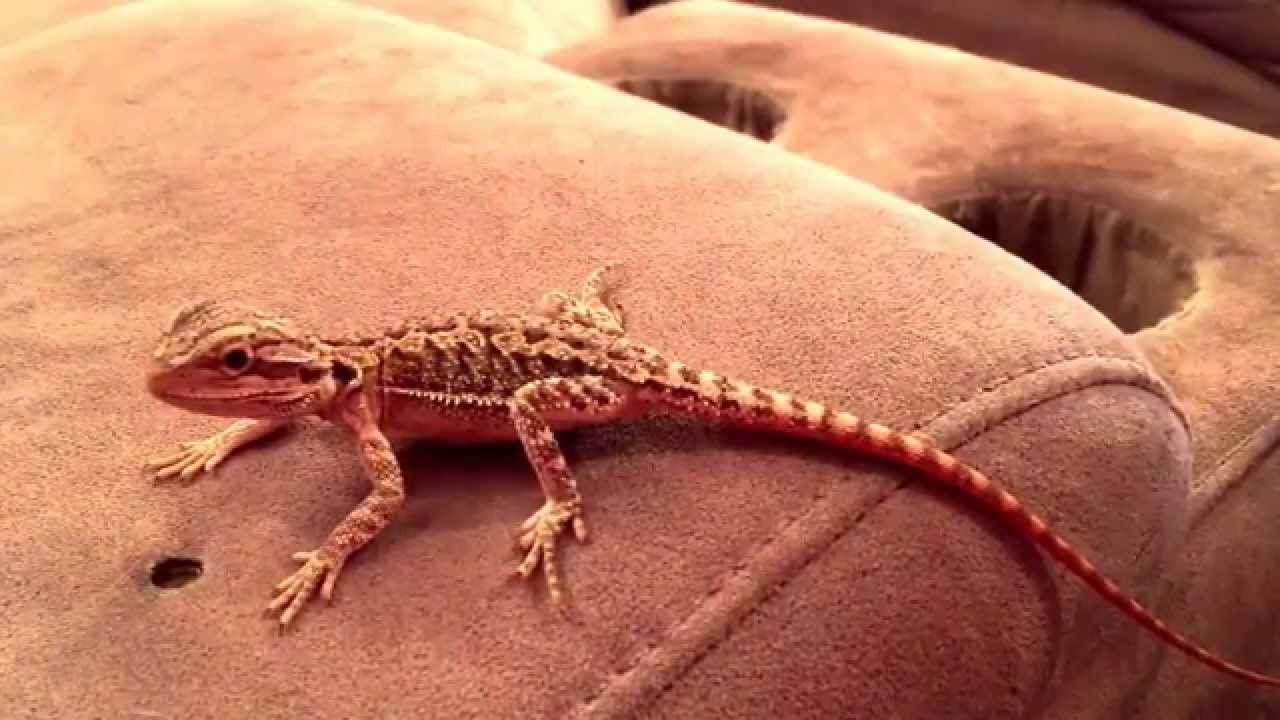 Bearded Dragon playful Juvenile YouTube Bearded Dragon playful Juvenile YouTube