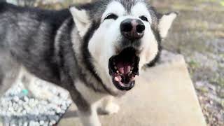 Tonka Teases, Zeus Won’t Quit 😂🐺 | Playtime Wins