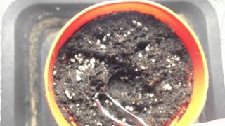 grow off to 420!