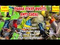 SUARA PIKAT BURUNG KECIL AMPUH‼️KHUSUS PIKAT KOLIBRI/PIKAT SOGON / PIKAT KOWUL/PIKAT MANGGAR