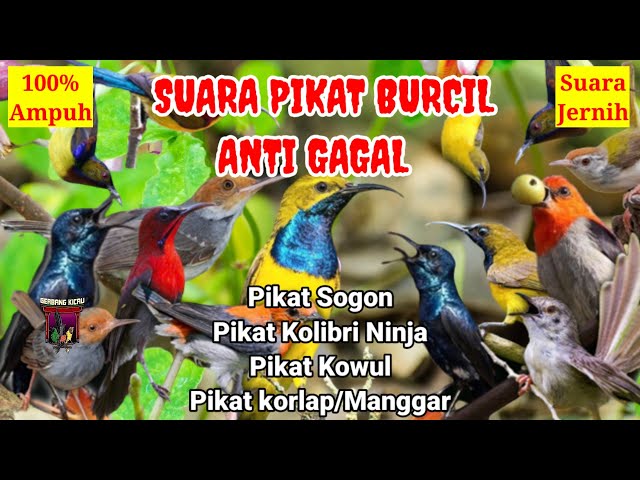 SUARA PIKAT BURUNG KECIL AMPUH‼️KHUSUS PIKAT KOLIBRI/PIKAT SOGON / PIKAT KOWUL/PIKAT MANGGAR class=